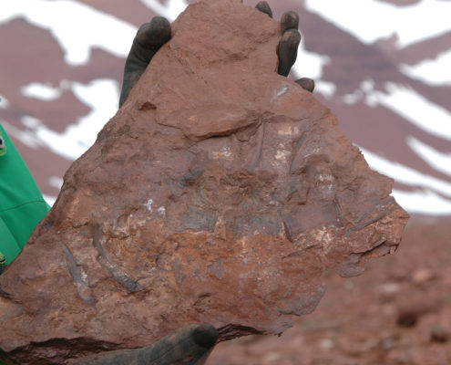 Fotografi af muddersten med ryghvirvler fra en tidlig dinosaur