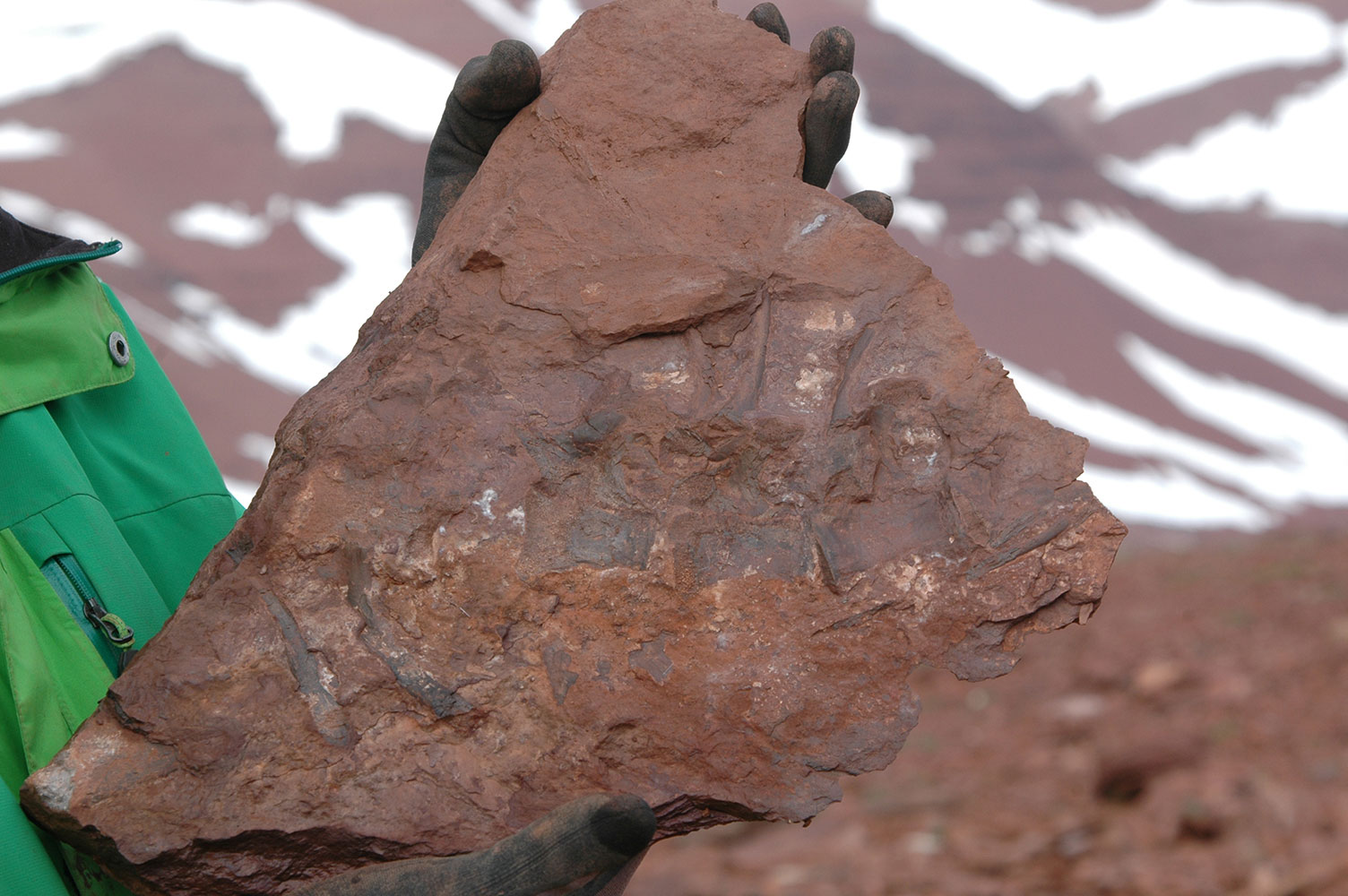 Fotografi af muddersten med ryghvirvler fra en tidlig dinosaur