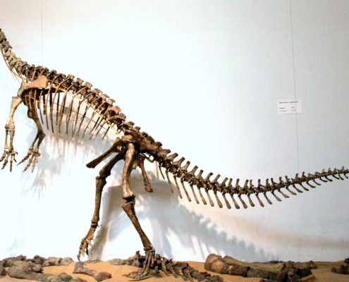 Fotografi af Plateosaurskelet fra Tysk museum