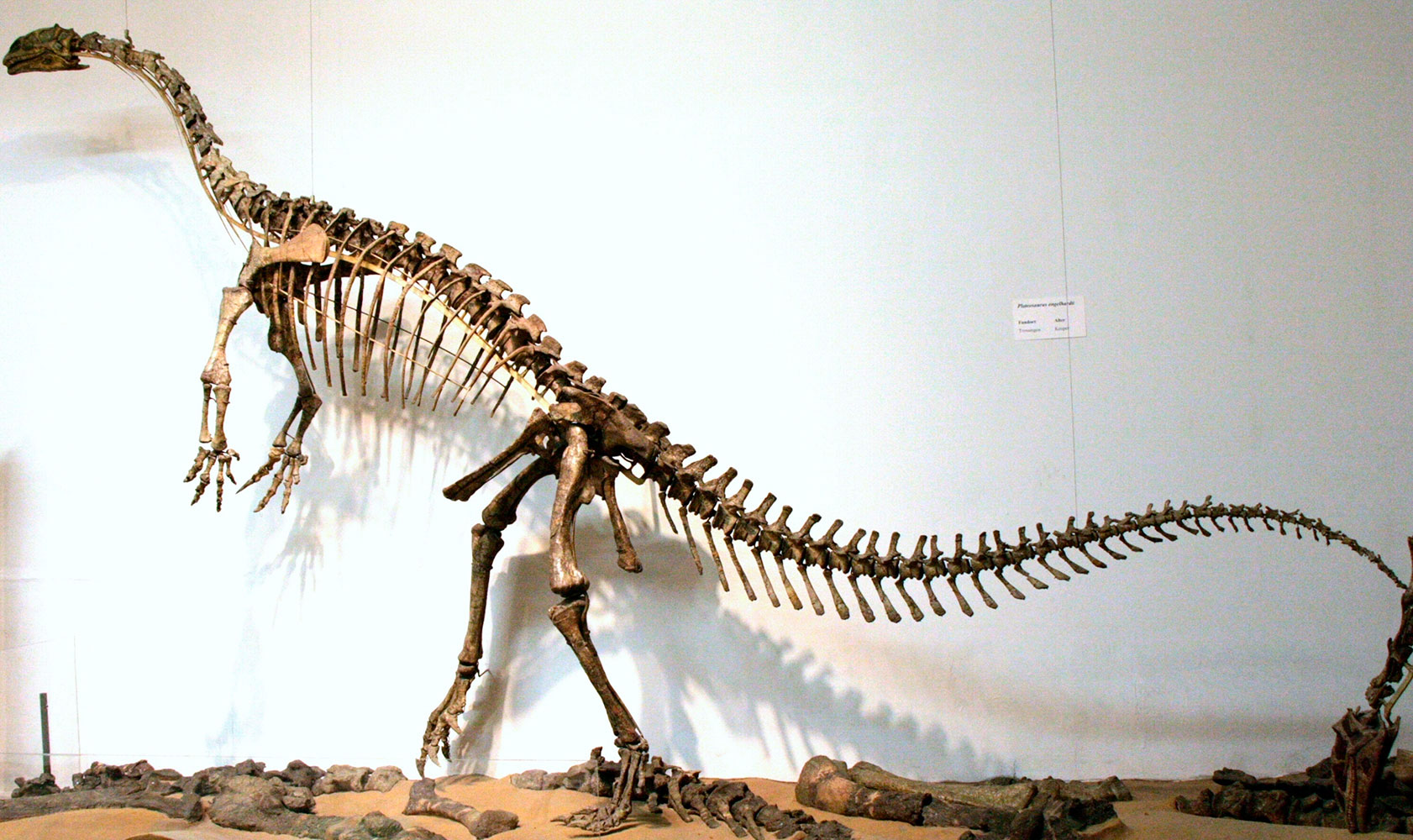 Fotografi af Plateosaurskelet fra Tysk museum